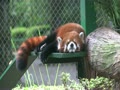 レッサーパンダ　剛（ゴウ）　Red panda Gou